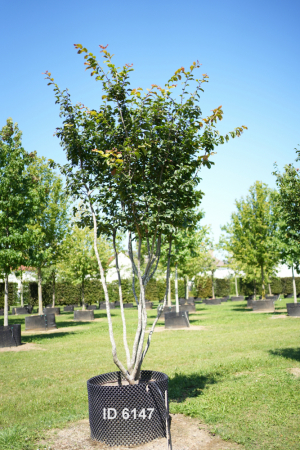 Christoph-Ulmer-Baumschulen-Weilheim-Teck-6147-Parrotia-persica-Eisenholzbaum-Schirmform