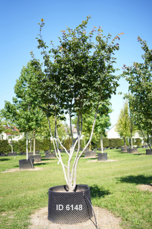 Christoph-Ulmer-Baumschulen-Weilheim-Teck-6148-Parrotia-persica-Eisenholzbaum-Schirmform
