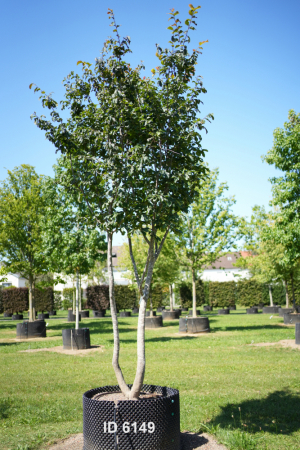 Christoph-Ulmer-Baumschulen-Weilheim-Teck-6149-Parrotia-persica-Eisenholzbaum-Schirmform