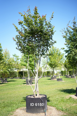 Christoph-Ulmer-Baumschulen-Weilheim-Teck-6150-Parrotia-persica-Eisenholzbaum-Schirmform