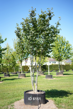 Christoph-Ulmer-Baumschulen-Weilheim-Teck-6151-Parrotia-persica-Eisenholzbaum-Schirmform