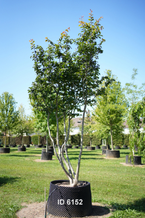 Christoph-Ulmer-Baumschulen-Weilheim-Teck-6152-Parrotia-persica-Eisenholzbaum-Schirmform