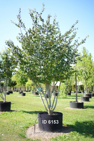 Christoph-Ulmer-Baumschulen-Weilheim-Teck-6153-Parrotia-persica-Eisenholzbaum-Schirmform
