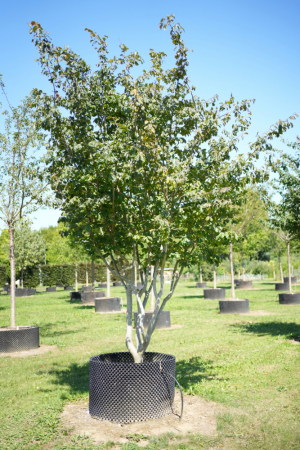 Christoph-Ulmer-Baumschulen-Weilheim-Teck-6154-Parrotia-persica-Eisenholzbaum-Schirmform