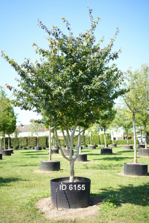 Christoph-Ulmer-Baumschulen-Weilheim-Teck-6155-Parrotia-persica-Eisenholzbaum-Schirmform