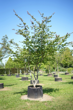 Christoph-Ulmer-Baumschulen-Weilheim-Teck-6156-Parrotia-persica-Eisenholzbaum-Schirmform-malerische-Staemme