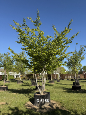 Christoph-Ulmer-Baumschulen-Weilheim-Teck-6156-Parrotia-persica-Eisenholzbaum-Schirmform
