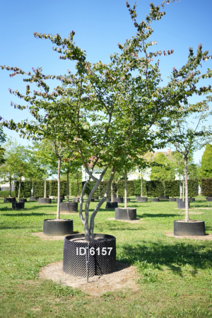Christoph-Ulmer-Baumschulen-Weilheim-Teck-6157-Parrotia-persica-Eisenholzbaum-Schirmform-malerische-Staemme