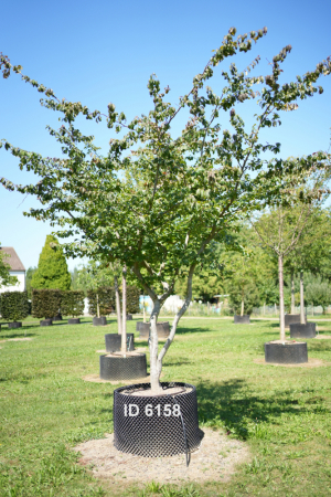 Christoph-Ulmer-Baumschulen-Weilheim-Teck-6158-Parrotia-persica-Eisenholzbaum-Schirmform-malerische-Staemme