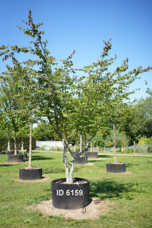 Christoph-Ulmer-Baumschulen-Weilheim-Teck-6159-Parrotia-persica-Eisenholzbaum-Schirmform-malerische-Staemme