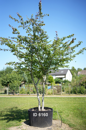 Christoph-Ulmer-Baumschulen-Weilheim-Teck-6160-Parrotia-persica-Eisenholzbaum-Schirmform-malerische-Staemme