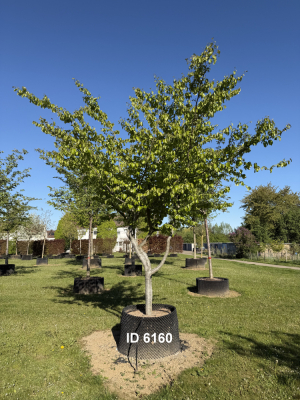 Christoph-Ulmer-Baumschulen-Weilheim-Teck-6160-Parrotia-persica-Eisenholzbaum-Schirmform