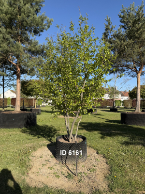 Christoph-Ulmer-Baumschulen-Weilheim-Teck-6161-Parrotia-persica-Eisenholzbaum-Schirmform