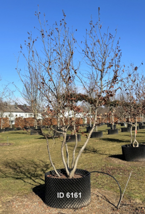 Christoph-Ulmer-Baumschulen-Weilheim-Teck-6161-Parrotia-persica-Eisenholzbaum-Schirmform