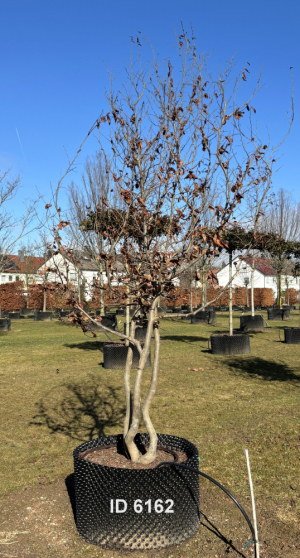 Christoph-Ulmer-Baumschulen-Weilheim-Teck-6162-Parrotia-persica-Eisenholzbaum-Schirmform