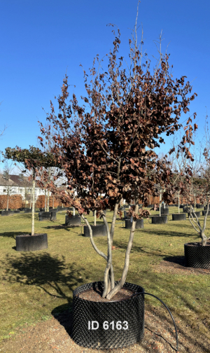 Christoph-Ulmer-Baumschulen-Weilheim-Teck-6163-Parrotia-persica-Eisenholzbaum-Schirmform-