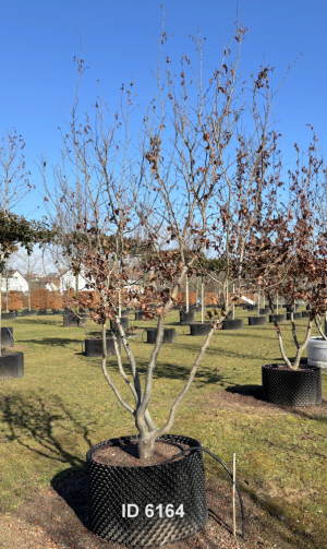 Christoph-Ulmer-Baumschulen-Weilheim-Teck-6164-Parrotia-persica-Eisenholzbaum-Schirmform