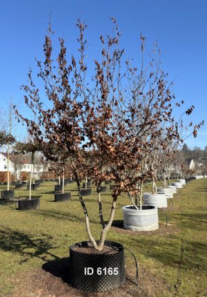 Christoph-Ulmer-Baumschulen-Weilheim-Teck-6165-Parrotia-persica-Eisenholzbaum-Schirmform