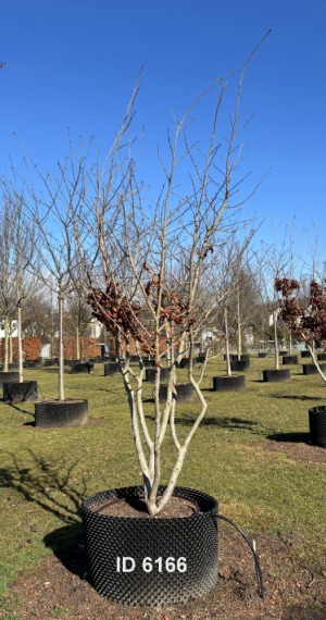 Christoph-Ulmer-Baumschulen-Weilheim-Teck-6166-Parrotia-persica-Eisenholzbaum-Schirmform