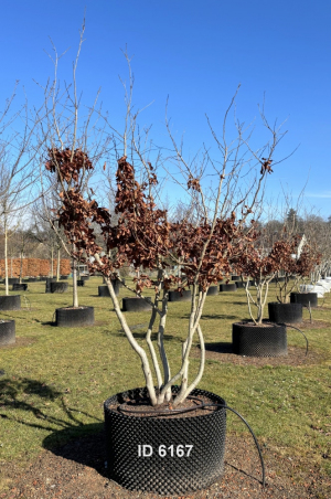 Christoph-Ulmer-Baumschulen-Weilheim-Teck-6167-Parrotia-persica-Eisenholzbaum-Schirmform