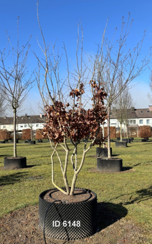 Christoph-Ulmer-Baumschulen-Weilheim-Teck-6168-Parrotia-persica-Eisenholzbaum-Schirmform