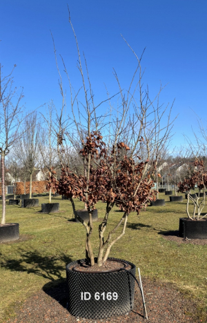 Christoph-Ulmer-Baumschulen-Weilheim-Teck-6169-Parrotia-persica-Eisenholzbaum-Schirmform