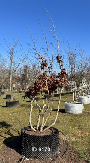 Christoph-Ulmer-Baumschulen-Weilheim-Teck-6170-Parrotia-persica-Eisenholzbaum-Schirmform