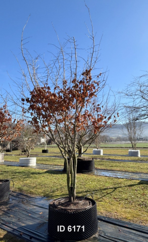 Christoph-Ulmer-Baumschulen-Weilheim-Teck-6171-Parrotia-persica-Eisenholzbaum-Schirmform