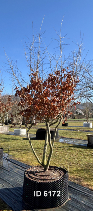 Christoph-Ulmer-Baumschulen-Weilheim-Teck-6172-Parrotia-persica-Eisenholzbaum-Schirmform