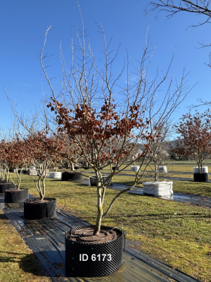 Christoph-Ulmer-Baumschulen-Weilheim-Teck-6173-Parrotia-persica-Eisenholzbaum-Schirmform