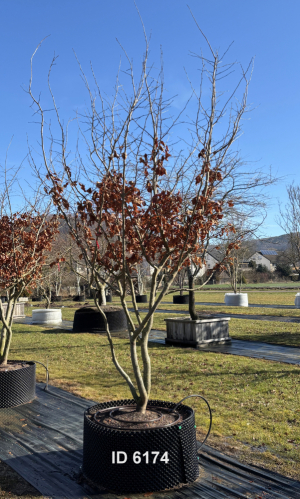 Christoph-Ulmer-Baumschulen-Weilheim-Teck-6174-Parrotia-persica-Eisenholzbaum-Schirmform