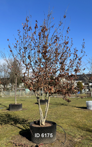 Christoph-Ulmer-Baumschulen-Weilheim-Teck-6175-Parrotia-persica-Eisenholzbaum-Schirmform