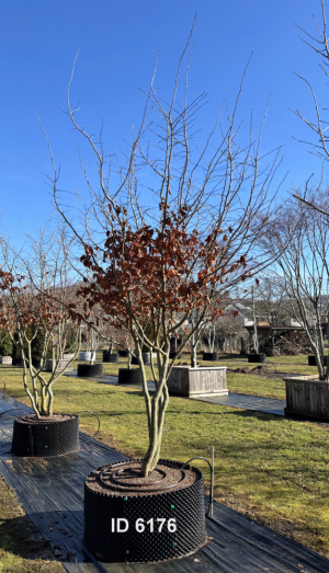 Christoph-Ulmer-Baumschulen-Weilheim-Teck-6176-Parrotia-persica-Eisenholzbaum-Schirmform