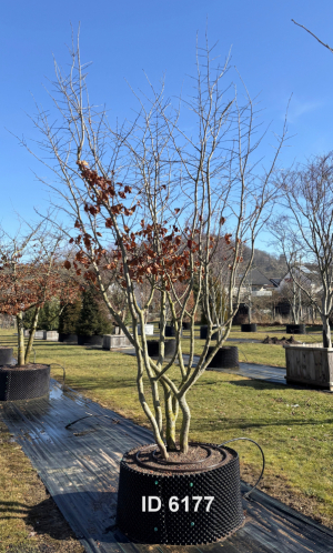 Christoph-Ulmer-Baumschulen-Weilheim-Teck-6177-Parrotia-persica-Eisenholzbaum-Schirmform