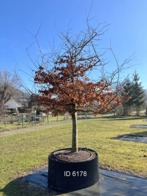 Christoph-Ulmer-Baumschulen-Weilheim-Teck-6178-Parrotia-persica-Eisenholzbaum-Schirmform-einstaemmig-zweistaemmig