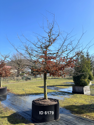 Christoph-Ulmer-Baumschulen-Weilheim-Teck-6179-Parrotia-persica-Eisenholzbaum-Schirmform-einstaemmig-zweistaemmig