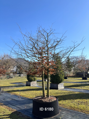 Christoph-Ulmer-Baumschulen-Weilheim-Teck-6180-Parrotia-persica-Eisenholzbaum-Schirmform-einstaemmig-zweistaemmig