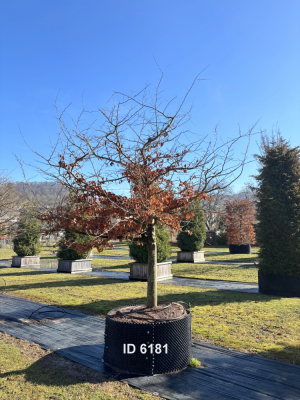 Christoph-Ulmer-Baumschulen-Weilheim-Teck-6181-Parrotia-persica-Eisenholzbaum-Schirmform-einstaemmig-zweistaemmig