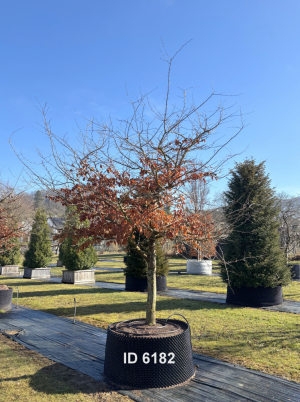 Christoph-Ulmer-Baumschulen-Weilheim-Teck-6182-Parrotia-persica-Eisenholzbaum-Schirmform-einstaemmig-zweistaemmig