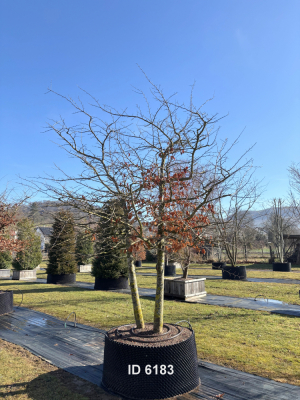 Christoph-Ulmer-Baumschulen-Weilheim-Teck-6183-Parrotia-persica-Eisenholzbaum-Schirmform-einstaemmig-zweistaemmig