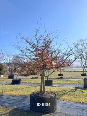 Christoph-Ulmer-Baumschulen-Weilheim-Teck-6184-Parrotia-persica-Eisenholzbaum-Schirmform-einstaemmig-zweistaemmig