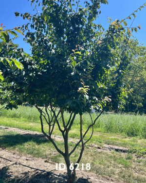 Eisenholzbäume_Lieferant - 33