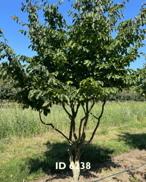 Eisenholzbäume_Lieferant - 53