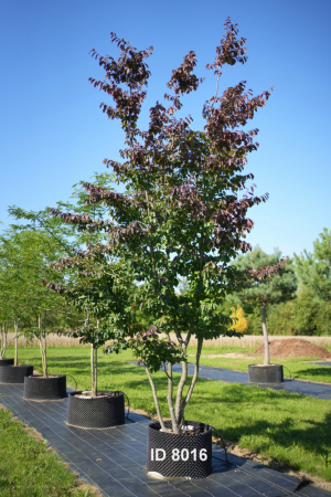Christoph-Ulmer-Baumschulen-Weilheim-Teck-8016-Parrotia-persica-Eisenholzbaum-Schirmform