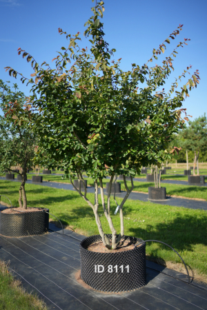 Christoph-Ulmer-Baumschulen-Weilheim-Teck-8111-Parrotia-persica-Eisenholzbaum-Schirmform