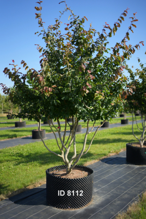Christoph-Ulmer-Baumschulen-Weilheim-Teck-8112-Parrotia-persica-Eisenholzbaum-Schirmform