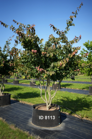 Christoph-Ulmer-Baumschulen-Weilheim-Teck-8113-Parrotia-persica-Eisenholzbaum-Schirmform