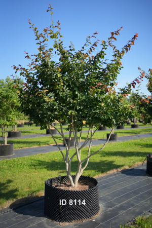 Christoph-Ulmer-Baumschulen-Weilheim-Teck-8114-Parrotia-persica-Eisenholzbaum-Schirmform
