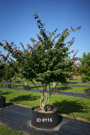 Christoph-Ulmer-Baumschulen-Weilheim-Teck-8115-Parrotia-persica-Eisenholzbaum-Schirmform
