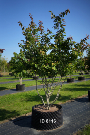 Christoph-Ulmer-Baumschulen-Weilheim-Teck-8116-Parrotia-persica-Eisenholzbaum-Schirmform